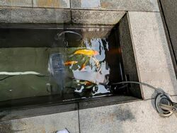 Phoenix Walk (D23), Semi-Detached #490870811